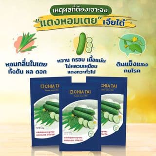เจียไต๋ เมล็ดพันธุ์- แตงกวาลูกผสม แตงหอมเตย อะโรมาติก F1 Hybrid 4