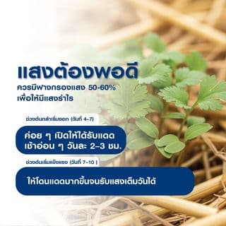 เจียไต๋ เมล็ดพันธุ์- ผักชี โลตัส คัดพิเศษ 5