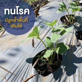 เจียไต๋ เมล็ดพันธุ์- แตงกวาลูกผสม เบลล่า F1 Hybrid 3