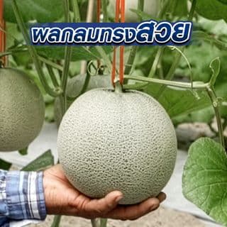 เจียไต๋ เมล็ดพันธุ์- เมล่อนลูกผสม แค็ท 697 F1 Hybrid 4
