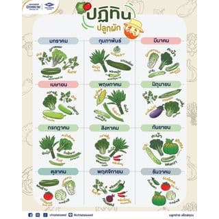เจียไต๋ เมล็ดพันธุ์- คะน้าลูกผสม คะน้าฮ่องกง โอเชี่ยน F1 Hybrid 3