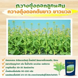 เจียไต๋ เมล็ดพันธุ์- ผักกาดกวางตุ้งลูกผสม กวางตุ้งดอกต้นเขียว ปิ่นมรกต F1 Hybrid 4