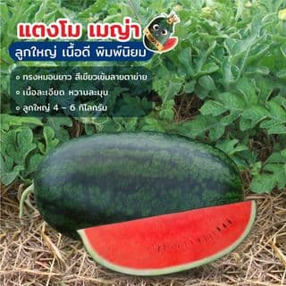 เจียไต๋ เมล็ดพันธุ์- แตงโมลูกผสม เมญ่า F1 Hybrid 5