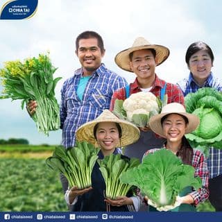 เจียไต๋ เมล็ดพันธุ์- ผักกาดกวางตุ้งลูกผสม กวางตุ้งดอกต้นเขียว ปิ่นมรกต F1 Hybrid 2