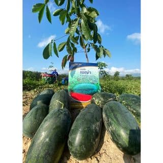 เจียไต๋ เมล็ดพันธุ์- แตงโมลูกผสม เมญ่า F1 Hybrid 4