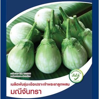 เจียไต๋ เมล็ดพันธุ์- มะเขือเปราะลูกผสม มณีจันทรา F1 Hybrid 3