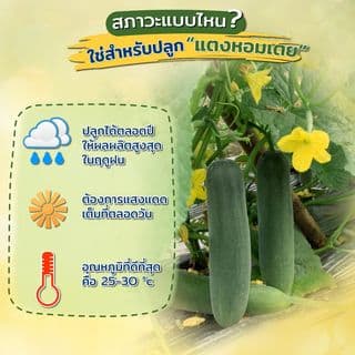 เจียไต๋ เมล็ดพันธุ์- แตงกวาลูกผสม แตงหอมเตย อะโรมาติก F1 Hybrid 3