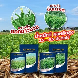 เจียไต๋ เมล็ดพันธุ์- ผักกาดกวางตุ้งลูกผสม กวางตุ้งดอกต้นเขียว ปิ่นมรกต F1 Hybrid 3