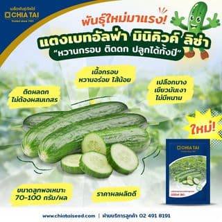 เจียไต๋ เมล็ดพันธุ์- แตงกวาลูกผสม แตงเบทอัลฟ่า มินิคิวค์ ลิซ่า F1 Hybrid 3