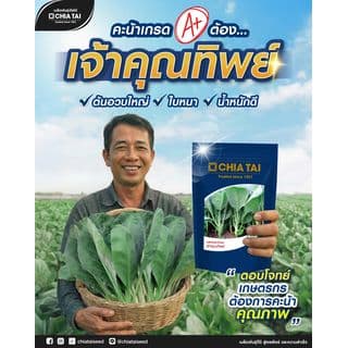 เจียไต๋ เมล็ดพันธุ์- คะน้า เจ้าคุณทิพย์ F1 Hybrid 4