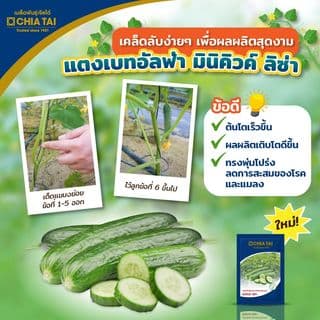 เจียไต๋ เมล็ดพันธุ์- แตงกวาลูกผสม แตงเบทอัลฟ่า มินิคิวค์ ลิซ่า F1 Hybrid 4