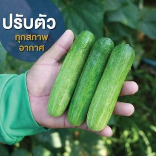เจียไต๋ เมล็ดพันธุ์- แตงกวาลูกผสม เบลล่า F1 Hybrid 4