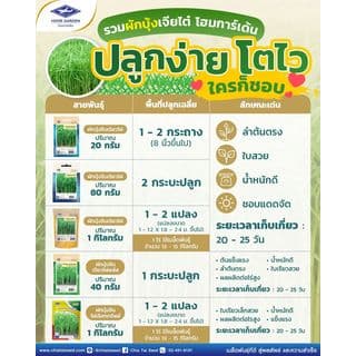 เจียไต๋ เมล็ดพันธุ์- ผักบุ้งจีน เรียวไผ่พลัส คัดพิเศษ 3