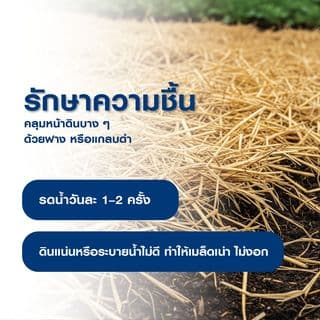 เจียไต๋ เมล็ดพันธุ์- ผักชี โลตัส คัดพิเศษ 4