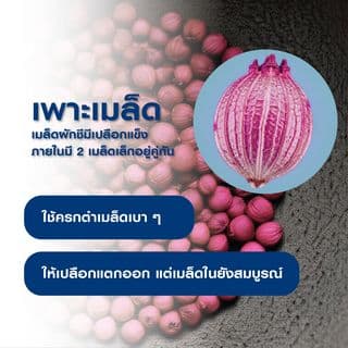เจียไต๋ เมล็ดพันธุ์- ผักชี โลตัส คัดพิเศษ 3
