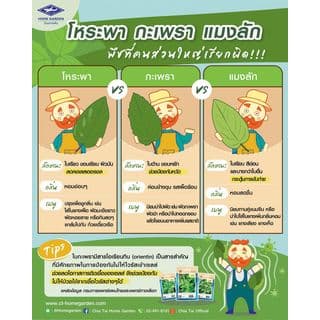 เจียไต๋ เมล็ดพันธุ์- โหระพา ทิพย์สุคนธ์ คัดพิเศษ 4