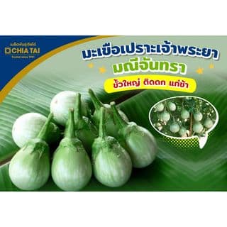 เจียไต๋ เมล็ดพันธุ์- มะเขือเปราะลูกผสม มณีจันทรา F1 Hybrid 4