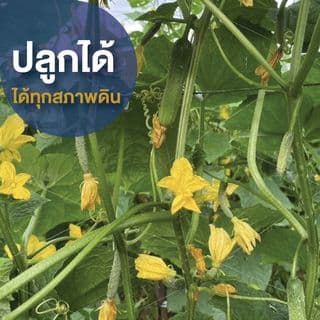 เจียไต๋ เมล็ดพันธุ์- แตงกวาลูกผสม เบลล่า F1 Hybrid 5