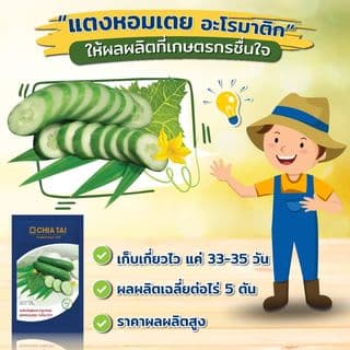 เจียไต๋ เมล็ดพันธุ์- แตงกวาลูกผสม แตงหอมเตย อะโรมาติก F1 Hybrid 5